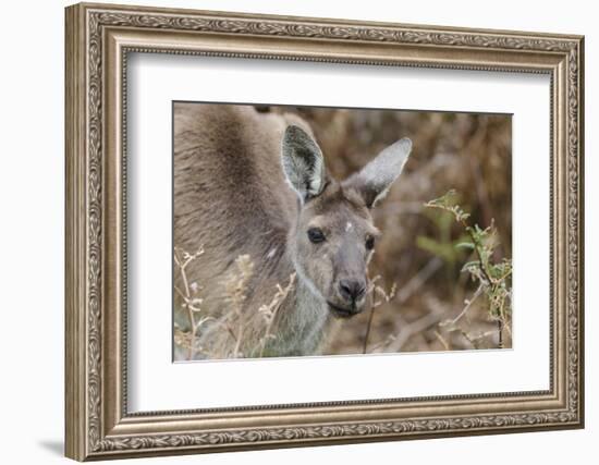 Western Australia, Perth, Yanchep National Park. Western Gray Kangaroo Close Up-Cindy Miller Hopkins-Framed Premium Photographic Print