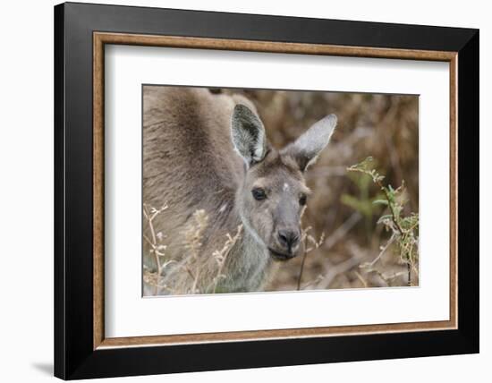 Western Australia, Perth, Yanchep National Park. Western Gray Kangaroo Close Up-Cindy Miller Hopkins-Framed Premium Photographic Print