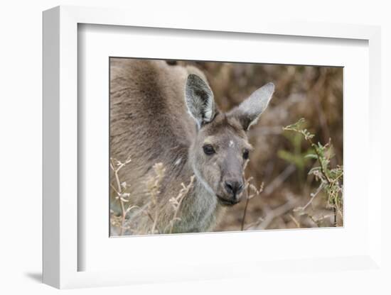 Western Australia, Perth, Yanchep National Park. Western Gray Kangaroo Close Up-Cindy Miller Hopkins-Framed Premium Photographic Print