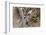 Western Australia, Perth, Yanchep National Park. Western Gray Kangaroo Close Up-Cindy Miller Hopkins-Framed Premium Photographic Print