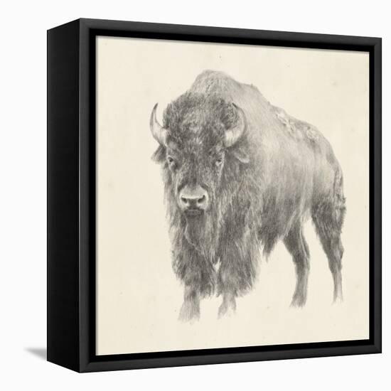 Western Bison Study-Ethan Harper-Framed Stretched Canvas