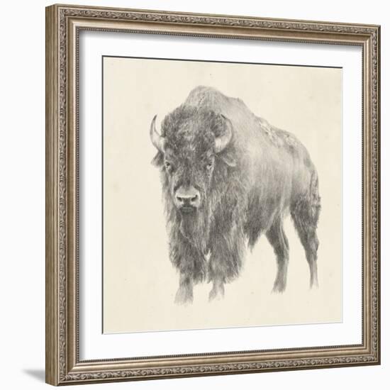 Western Bison Study-Ethan Harper-Framed Art Print