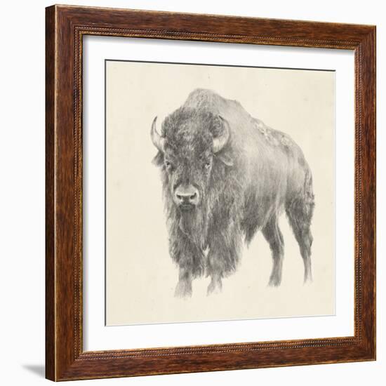 Western Bison Study-Ethan Harper-Framed Art Print