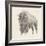 Western Bison Study-Ethan Harper-Framed Art Print