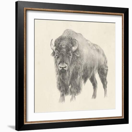 Western Bison Study-Ethan Harper-Framed Art Print