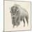 Western Bison Study-Ethan Harper-Mounted Art Print