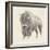 Western Bison Study-Ethan Harper-Framed Premium Giclee Print