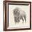 Western Bison Study-Ethan Harper-Framed Premium Giclee Print