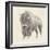 Western Bison Study-Ethan Harper-Framed Premium Giclee Print