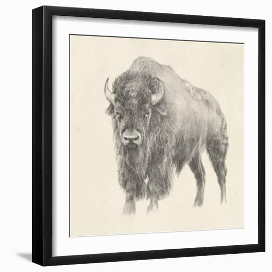 Western Bison Study-Ethan Harper-Framed Premium Giclee Print