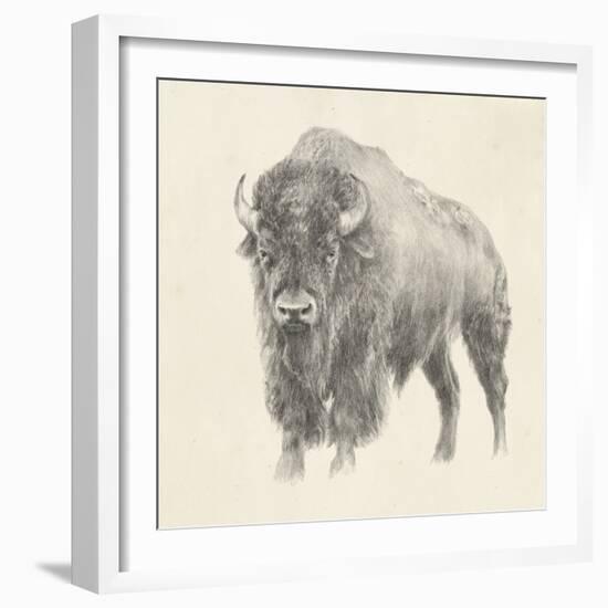 Western Bison Study-Ethan Harper-Framed Premium Giclee Print