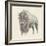 Western Bison Study-Ethan Harper-Framed Premium Giclee Print