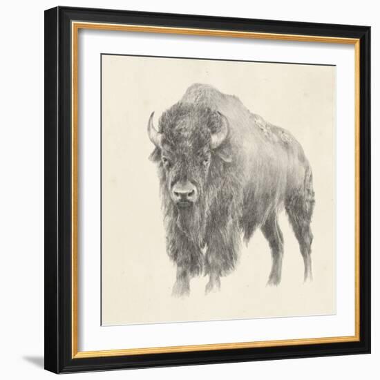 Western Bison Study-Ethan Harper-Framed Premium Giclee Print