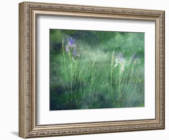 Western Blue Flag Wildflowers, Owens Valley, California, USA-null-Framed Photographic Print