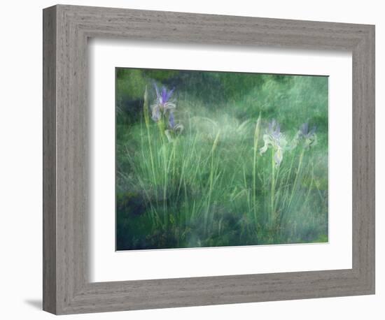 Western Blue Flag Wildflowers, Owens Valley, California, USA-null-Framed Photographic Print