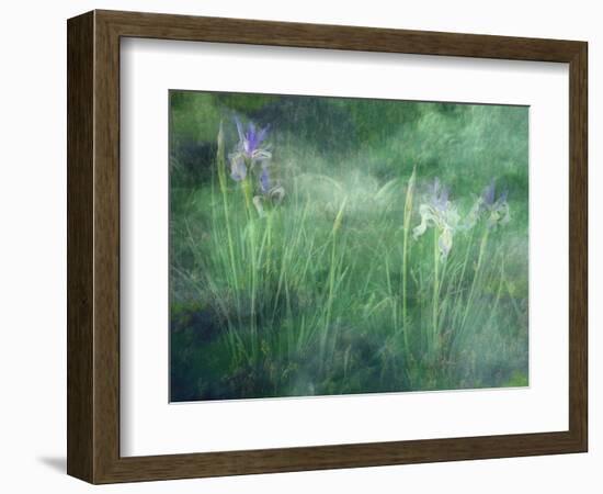 Western Blue Flag Wildflowers, Owens Valley, California, USA-null-Framed Photographic Print