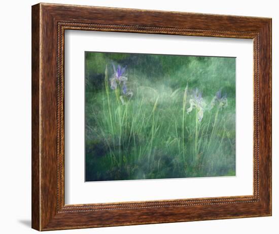 Western Blue Flag Wildflowers, Owens Valley, California, USA-null-Framed Photographic Print