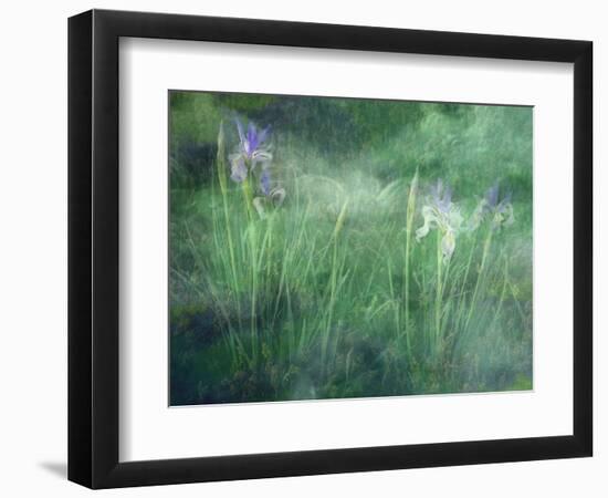 Western Blue Flag Wildflowers, Owens Valley, California, USA-null-Framed Photographic Print