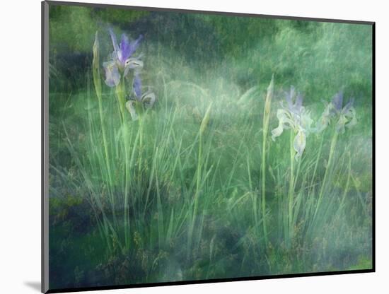 Western Blue Flag Wildflowers, Owens Valley, California, USA-null-Mounted Photographic Print