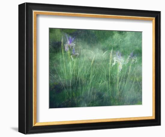 Western Blue Flag Wildflowers, Owens Valley, California, USA-null-Framed Photographic Print