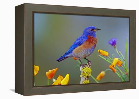 Western Bluebird Male-null-Framed Premier Image Canvas