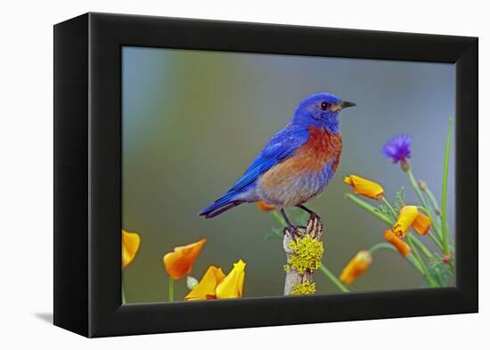 Western Bluebird Male-null-Framed Premier Image Canvas