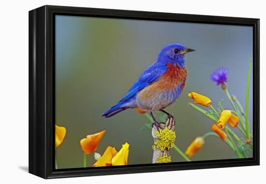 Western Bluebird Male-null-Framed Premier Image Canvas