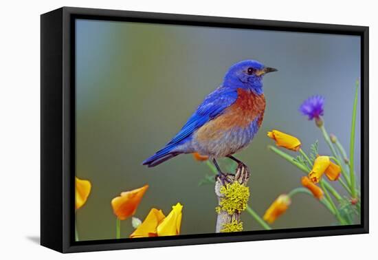 Western Bluebird Male-null-Framed Premier Image Canvas