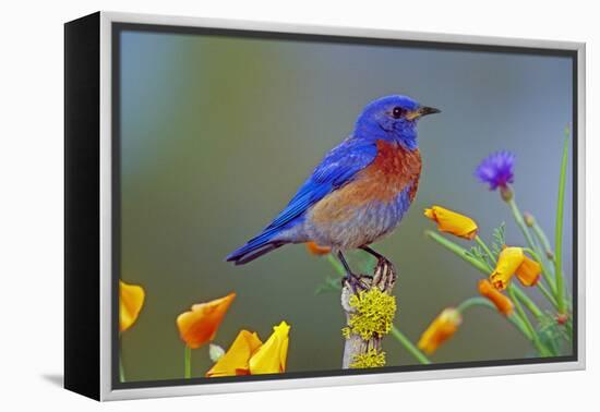 Western Bluebird Male-null-Framed Premier Image Canvas