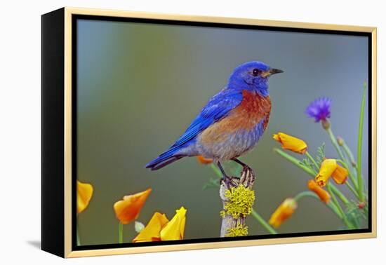 Western Bluebird Male-null-Framed Premier Image Canvas