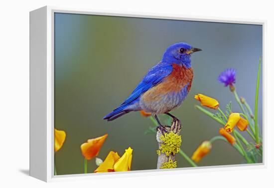 Western Bluebird Male-null-Framed Premier Image Canvas