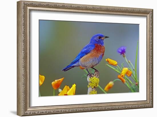 Western Bluebird Male-null-Framed Photographic Print