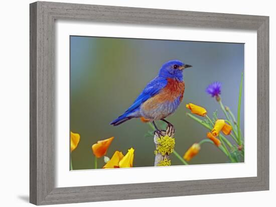 Western Bluebird Male-null-Framed Photographic Print