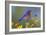 Western Bluebird Male-null-Framed Photographic Print