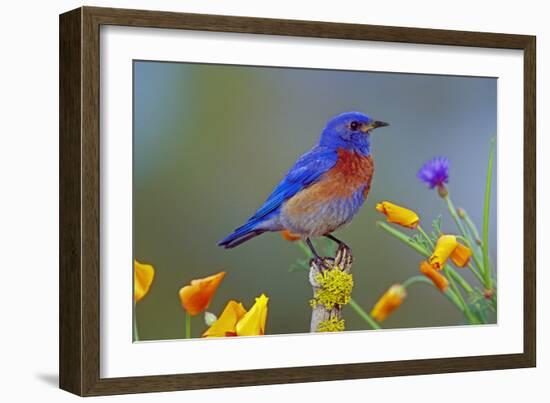 Western Bluebird Male-null-Framed Photographic Print