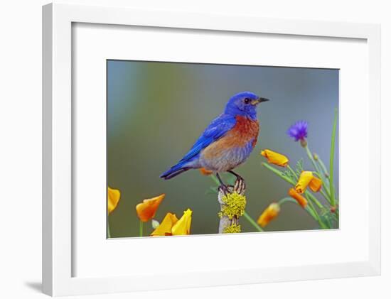 Western Bluebird Male-null-Framed Photographic Print