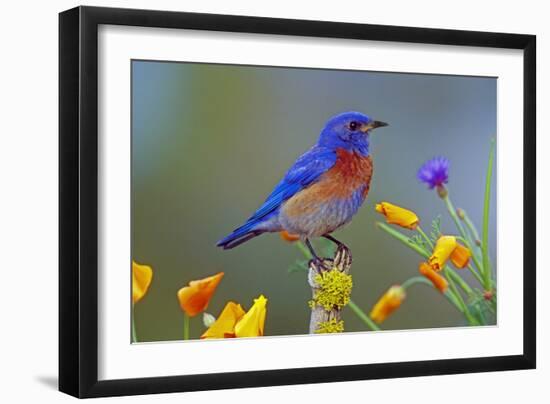 Western Bluebird Male-null-Framed Photographic Print