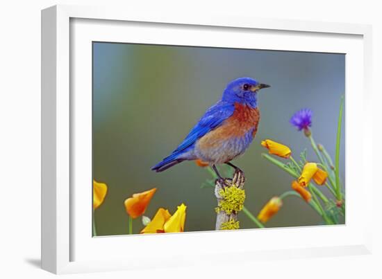 Western Bluebird Male-null-Framed Photographic Print