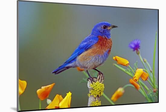 Western Bluebird Male-null-Mounted Photographic Print