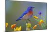 Western Bluebird Male-null-Mounted Photographic Print