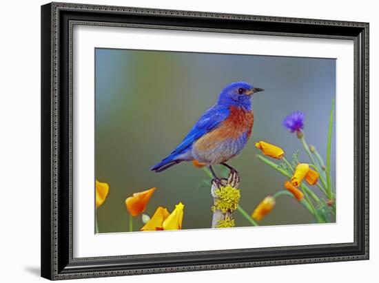 Western Bluebird Male-null-Framed Photographic Print