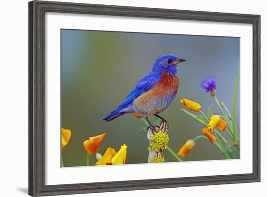 Western Bluebird Male-null-Framed Photographic Print