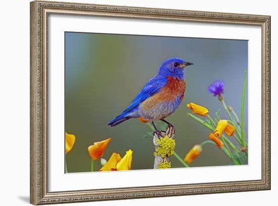 Western Bluebird Male-null-Framed Photographic Print