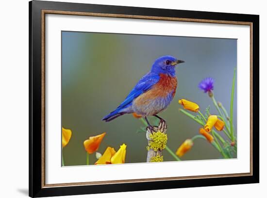 Western Bluebird Male-null-Framed Photographic Print