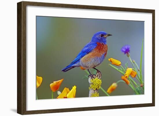 Western Bluebird Male-null-Framed Photographic Print