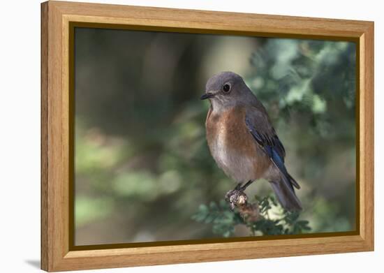 Western Bluebird on Branch-DLILLC-Framed Premier Image Canvas