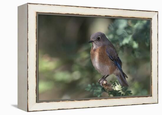 Western Bluebird on Branch-DLILLC-Framed Premier Image Canvas