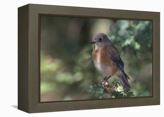 Western Bluebird on Branch-DLILLC-Framed Premier Image Canvas