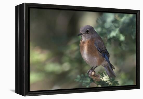 Western Bluebird on Branch-DLILLC-Framed Premier Image Canvas