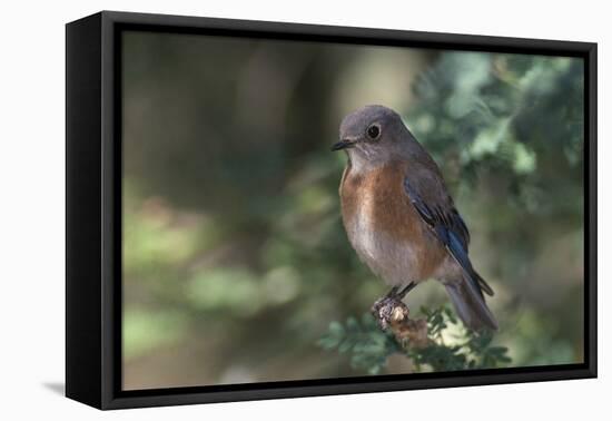 Western Bluebird on Branch-DLILLC-Framed Premier Image Canvas